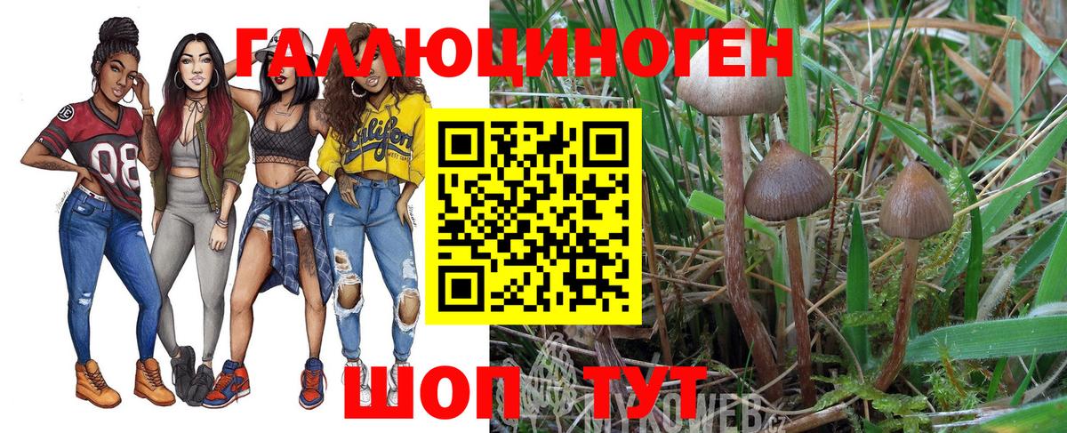 Псилоцибиновые грибы Psilocybine cubensis Тельмана